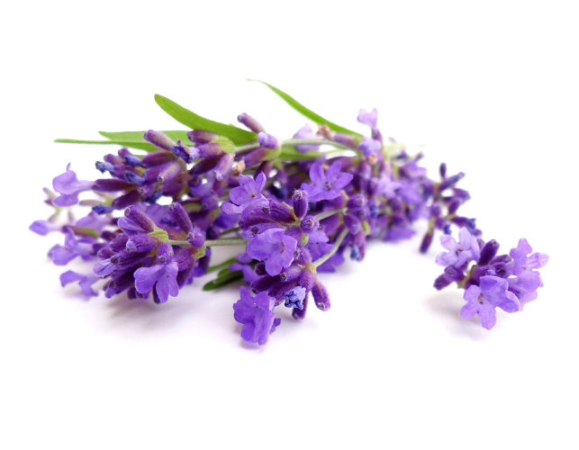 Гидролат Лаванды  